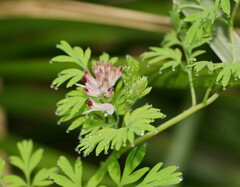 Fumaria bastardii