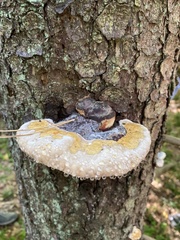 Fomitopsis pinicola
