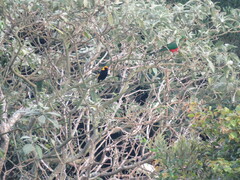 Sericulus chrysocephalus