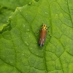 Bothrogonia ferruginea