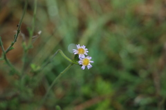 Vittadinia