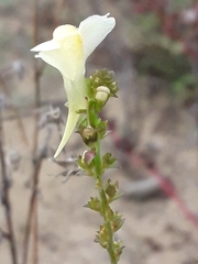 Linaria acutiloba
