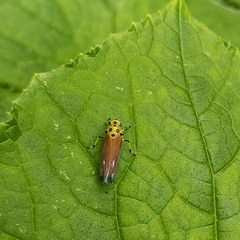 Bothrogonia ferruginea