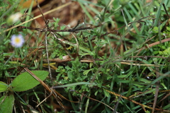 Vittadinia