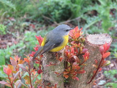 Eopsaltria australis