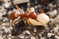 Polyergus mexicanus