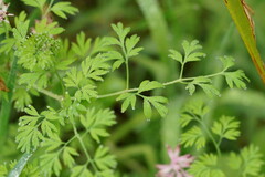 Fumaria bastardii