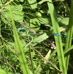 Coenagrion hastulatum