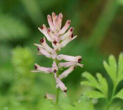 Fumaria bastardii