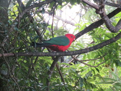 Alisterus scapularis