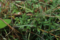 Vittadinia