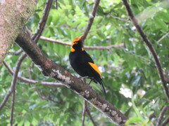 Sericulus chrysocephalus