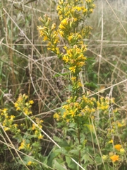 Solidago virgaurea