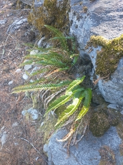 Polystichum imbricans