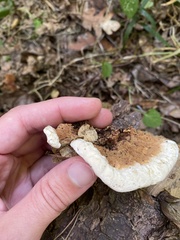 Heterobasidion annosum