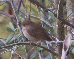 Luscinia megarhynchos