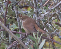 Luscinia megarhynchos