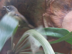 Sericornis frontalis