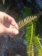 Polystichum imbricans
