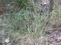 Brachypodium sylvaticum