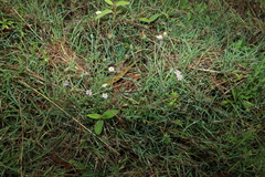 Vittadinia