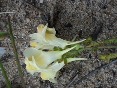 Linaria acutiloba