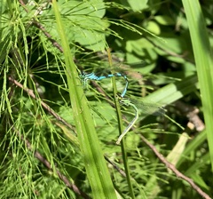 Coenagrion hastulatum