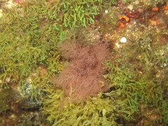 Dudresnaya verticillata