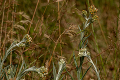 Helichrysum luteoalbum