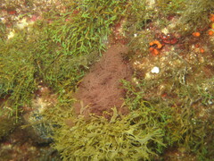 Dudresnaya verticillata