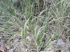 Brachypodium sylvaticum