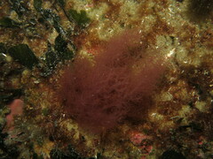 Dudresnaya verticillata