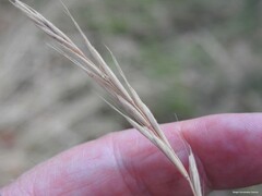 Brachypodium sylvaticum