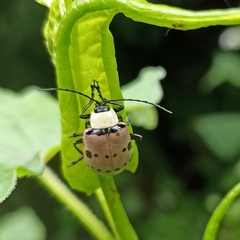 Meristata spilota