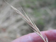 Brachypodium sylvaticum