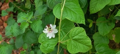Passiflora foetida