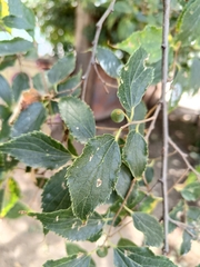 Celtis australis