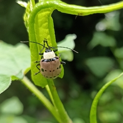 Meristata spilota