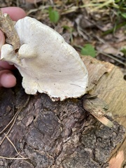Heterobasidion annosum