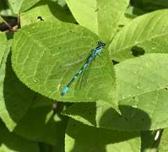 Coenagrion hastulatum