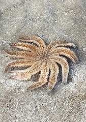 Coscinasterias muricata
