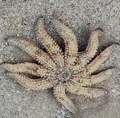 Coscinasterias muricata