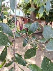 Celtis australis