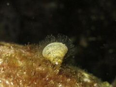 Padina pavonica