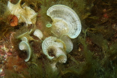 Padina pavonica