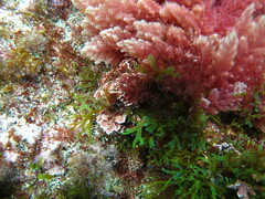 Ellisolandia elongata