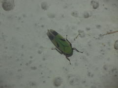 Nephotettix nigropictus