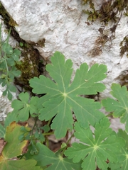 Geranium macrorrhizum