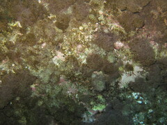 Ellisolandia elongata