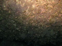 Ellisolandia elongata